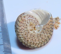 Trochus nigropunctatus