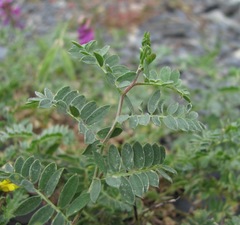 Vicia alpestris