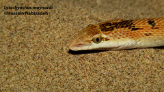 Lytorhynchus maynardi