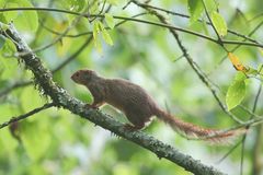 Heliosciurus ruwenzorii