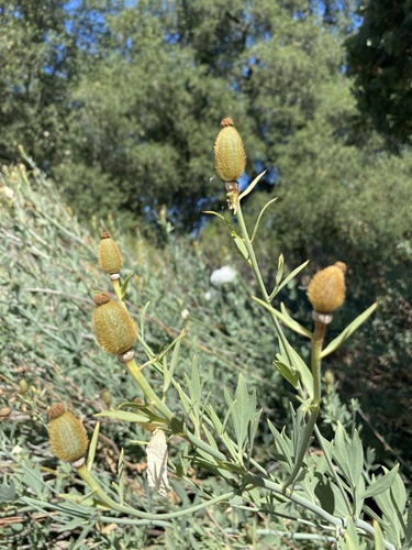 iNaturalist observation photo of Matilija poppies