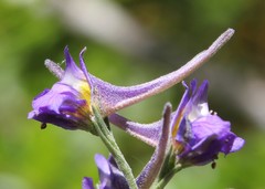 Delphinium halteratum
