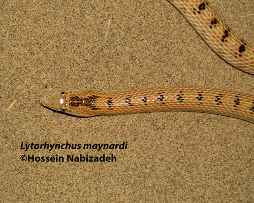 Photo of a Maynard's Longnose Sand Snake (Lytorhynchus maynardi)