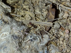 Odontomachus desertorum