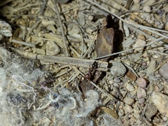 Odontomachus desertorum