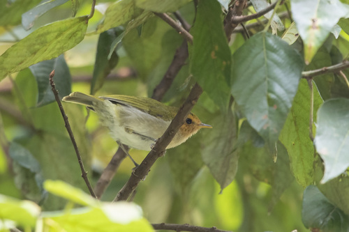Red-faced Woodland-Warbler