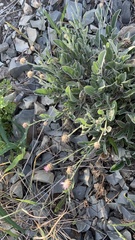 Psephellus marschallianus