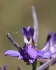 Delphinium halteratum