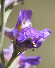 Delphinium halteratum