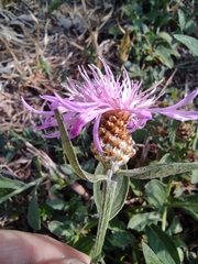 Centaurea jacea