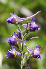 Delphinium halteratum