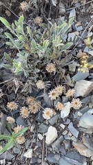 Psephellus marschallianus