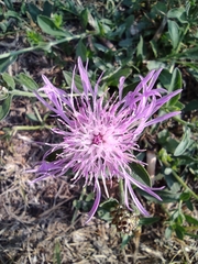 Centaurea jacea