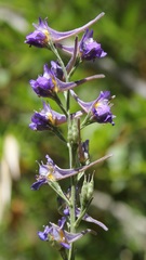 Delphinium halteratum