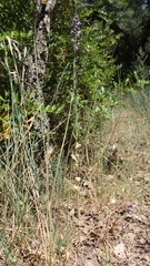 Delphinium halteratum