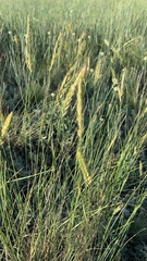 Agropyron desertorum