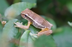 Dendropsophus padreluna