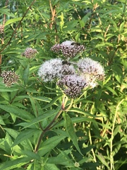 Eupatorium cannabinum