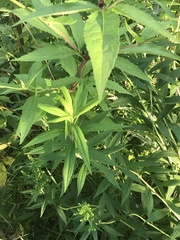 Eupatorium cannabinum