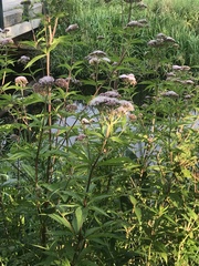 Eupatorium cannabinum