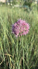 Allium lineare
