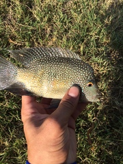 Herichthys cyanoguttatus