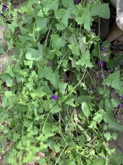 Maurandya antirrhiniflora