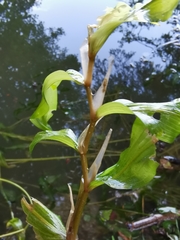 Potamogeton praelongus