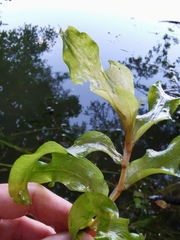 Potamogeton praelongus