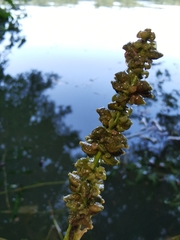 Potamogeton praelongus