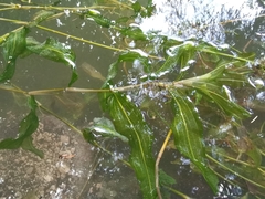 Potamogeton praelongus