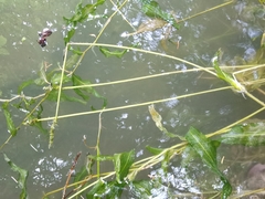 Potamogeton praelongus