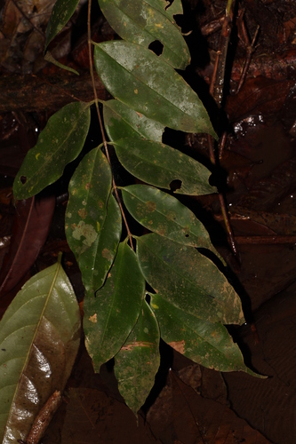 Memecylon garcinioides