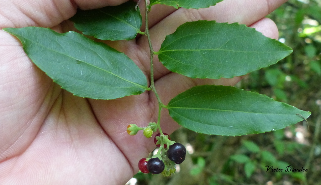 Banara tomentosa