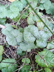 Glechoma hederacea