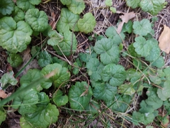 Glechoma hederacea