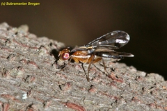 Coelotrypes
