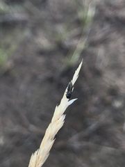 Agrilaxia arizonae