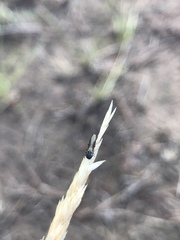 Agrilaxia arizonae