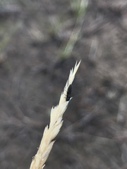 Agrilaxia arizonae