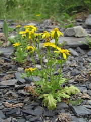 Senecio leucanthemifolius caucasicus