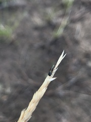 Agrilaxia arizonae