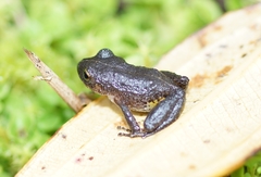 Pristimantis renjiforum