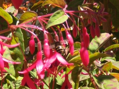 Amegilla quadrifasciata maderae