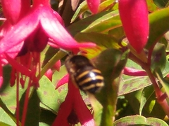 Amegilla quadrifasciata maderae