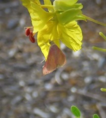 Pyrausta laticlavia