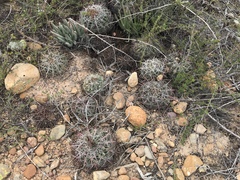 Ferocactus viridescens