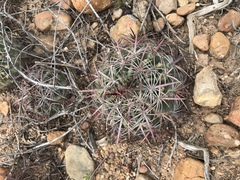 Ferocactus viridescens