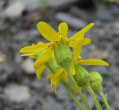 Senecio leucanthemifolius caucasicus