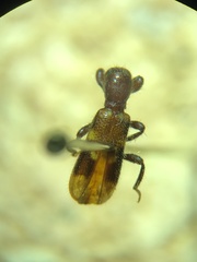 Priocera castanea